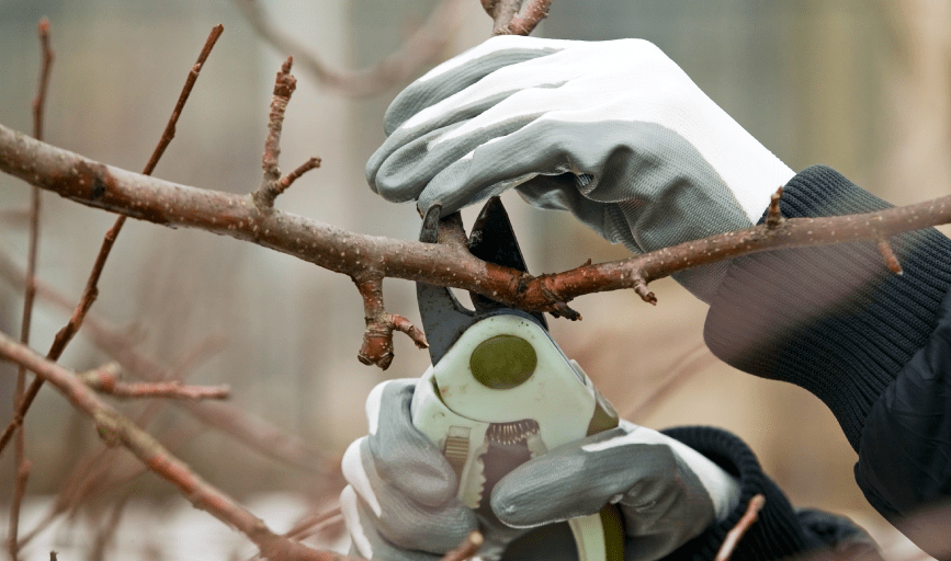 Tree Pruning